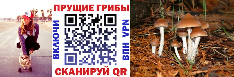 Псилоцибиновые грибы Cubensis Анива